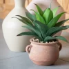Agave en pot