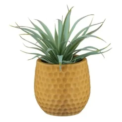 Aloe pot colore
