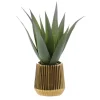 Aloe pot strie or