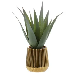 Aloe pot strie or