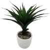 Aloe vera dans pot blanc