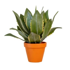 Aloe vera dans pot terracotta