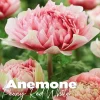 Anemone peaony red-white