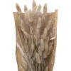 Bouquet lagurus