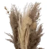 Bouquet pampa