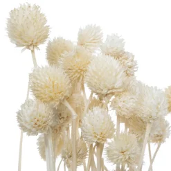 Bouquet seche