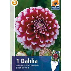 Bulbes dahlia edinburgh