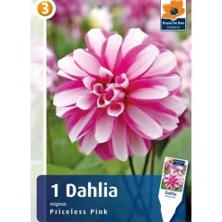 Bulbes dahlia princeless pink