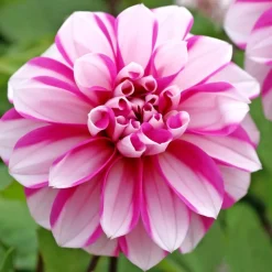 Bulbes dahlia princeless pink