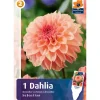 Bulbes dahlia sebastian
