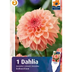 Bulbes dahlia sebastian
