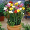 Bulbes fressia double mix