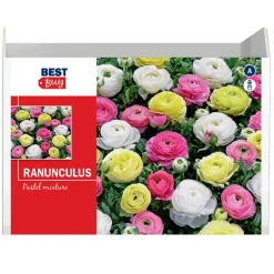 Bulbes rannuncule
