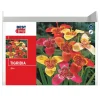 Bulbes trigidia mix
