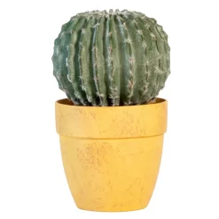 Cactus rond en pot