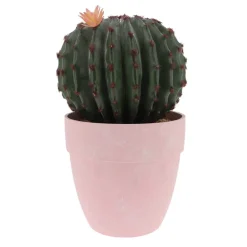 Cactus rond en pot