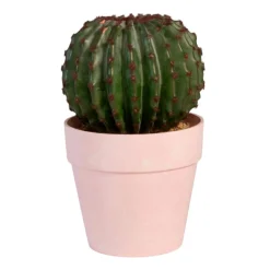 Cactus rond en pot