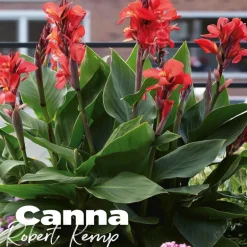 Canna robert kemp