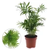 Chamaedorea pot 12cm h40-45