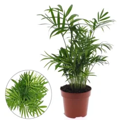 Chamaedorea pot 12cm h40-45