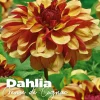 Dahlia creme de cognac