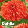 Dahlia happy halloween