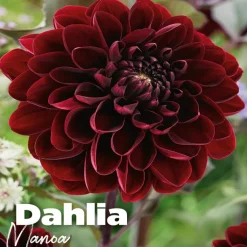Dahlia manoa