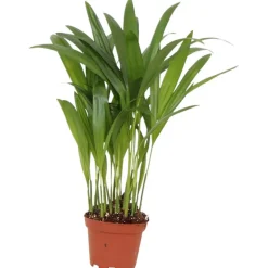 Dypsis pot 7cm h30-35