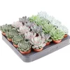Echeveria pot 5,5cm h8