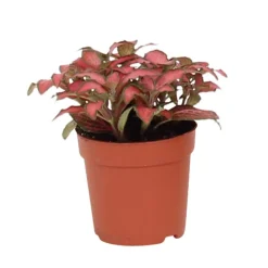 Fittonia pot 7cm h8-12