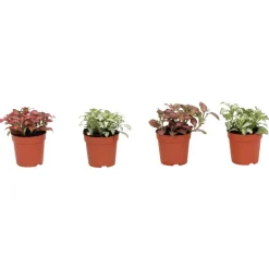 Fittonia pot 7cm h8-12