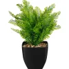 Fougere pot carre