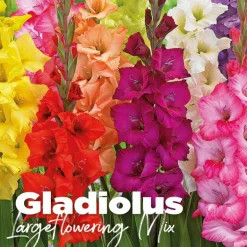 Gladiolus largeflowering mix