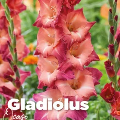 Gladiolus ocaso