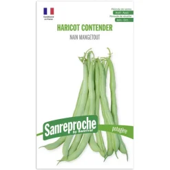Graines haricot vert