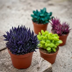Haworthia colour pot 10,5cm h15-