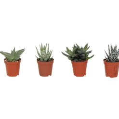 Haworthia pot 5,5cm h 10