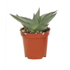 Haworthia pot 5,5cm h 10