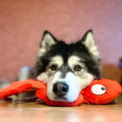 Jouet qui couine pour chien