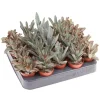 Kalanchoe pot 5,5cm h8-10