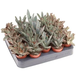Kalanchoe pot 5,5cm h8-10