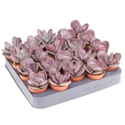 Kalanchoe pot 5,5cm h8-10