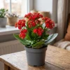 Kalanchoe pot 9cm h19