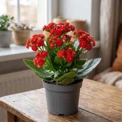 Kalanchoe pot 9cm h19