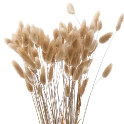 Lagurus 50cm