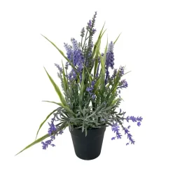 Lavande en pot