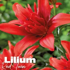 Lilium red twin