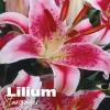 Lilium stargazer