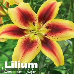 Lilium viva la vida