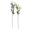 Lisianthus en tige